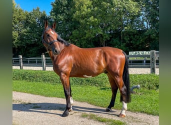Selle Français, Ruin, 5 Jaar, 172 cm, Brauner