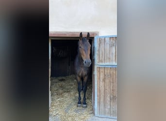 Selle Français, Ruin, 5 Jaar, 172 cm, Zwartbruin