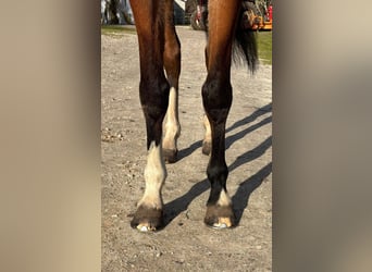 Selle Français, Ruin, 6 Jaar, 160 cm, Bruin