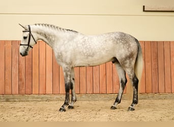 Selle Français, Ruin, 6 Jaar, 163 cm, Schimmel