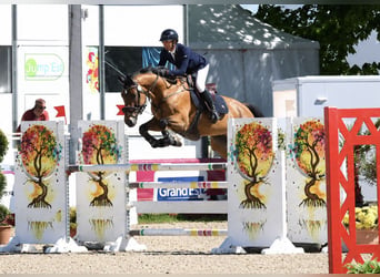 Selle Français, Ruin, 6 Jaar, 172 cm, Bruin