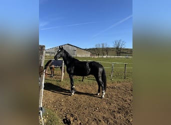 Selle Français, Ruin, 6 Jaar, 172 cm, Zwart