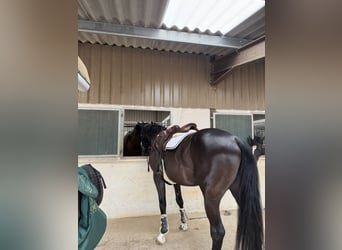 Selle Français, Ruin, 6 Jaar, 172 cm, Zwart