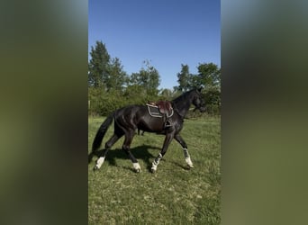 Selle Français, Ruin, 6 Jaar, 172 cm, Zwart