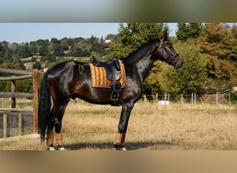 Selle Français, Ruin, 6 Jaar, 173 cm, Donkerbruin