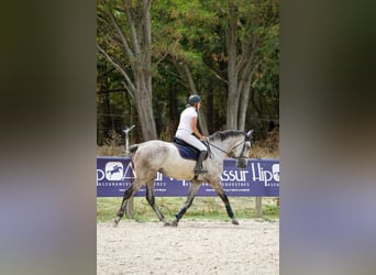 Selle Français, Ruin, 6 Jaar, 173 cm, Schimmel