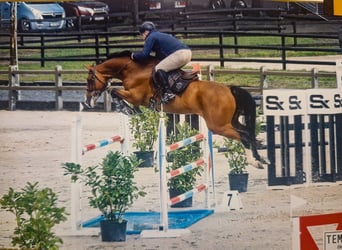 Selle Français, Ruin, 6 Jaar, 174 cm, Roodbruin