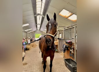 Selle Français, Ruin, 6 Jaar, 175 cm, Bruin