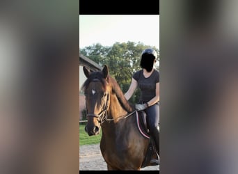 Selle Français, Ruin, 6 Jaar, 175 cm, Donkerbruin