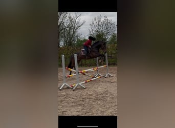 Selle Français, Ruin, 6 Jaar, 175 cm, Donkerbruin
