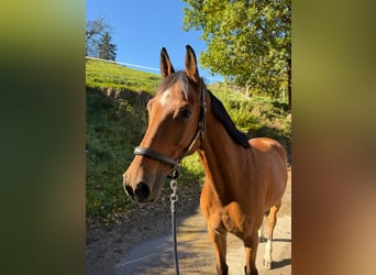 Selle Français, Ruin, 7 Jaar, 165 cm, Bruin