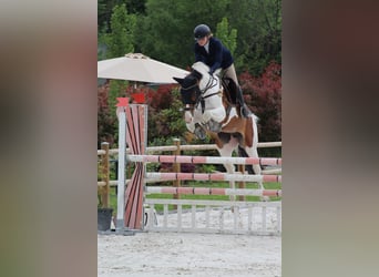 Selle Français, Ruin, 7 Jaar, 165 cm, Gevlekt-paard