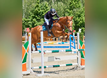 Selle Français Mix, Ruin, 7 Jaar, 167 cm, Donkere-vos