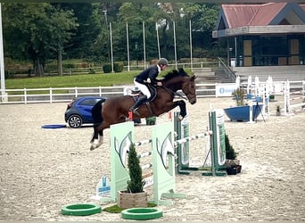 Selle Français, Ruin, 7 Jaar, 172 cm, Bruin