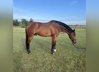 Selle Français, Ruin, 7 Jaar, 176 cm, Bruin