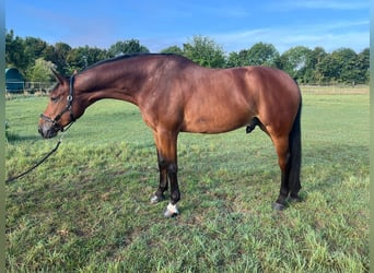 Selle Français, Ruin, 7 Jaar, 176 cm, Bruin