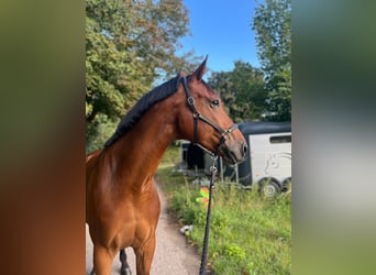 Selle Français, Ruin, 7 Jaar, 176 cm, Bruin