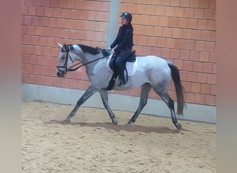 Selle Français, Ruin, 7 Jaar, 176 cm, Vliegenschimmel