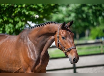 Selle Français, Ruin, 7 Jaar, Donkerbruin