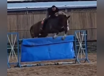 Selle Français, Ruin, 8 Jaar, 175 cm, Donkere-vos