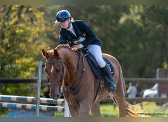 Selle Français, Ruin, 8 Jaar, 177 cm, Vos
