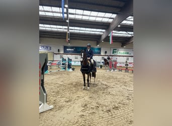 Selle Français, Ruin, 9 Jaar, 170 cm, Bruin