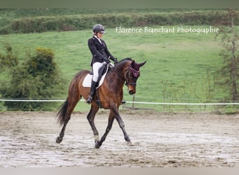 Selle Français, Ruin, 9 Jaar, 170 cm, Donkerbruin