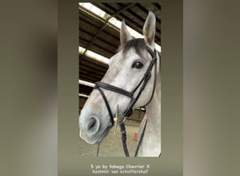 Selle Français, Ruin, 9 Jaar, 170 cm, Schimmel