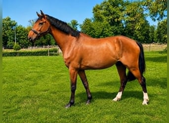 Selle Français, Ruin, 9 Jaar, 182 cm, Bruin