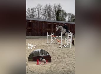Selle Français, Stallion, 10 years, 16,2 hh, Grey