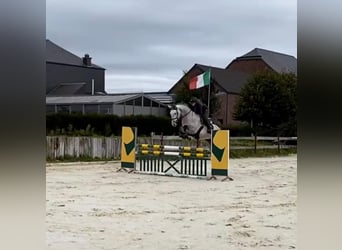 Selle Français, Stallion, 10 years, 16,2 hh, Grey