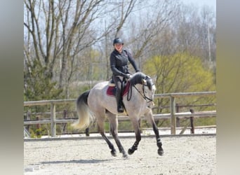 Selle Français, Stallion, 10 years, 16,2 hh