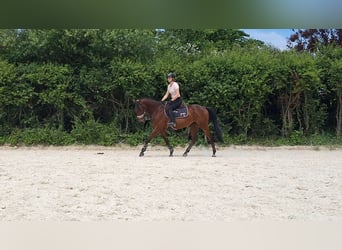 Selle Français, Stallion, 14 years, 15,2 hh, Brown