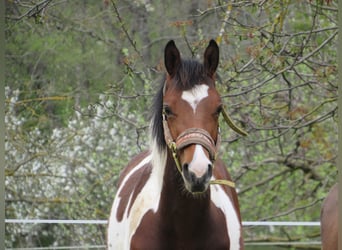 Selle Français, Stallion, 1 year, 11.2 hh, Overo-all-colors