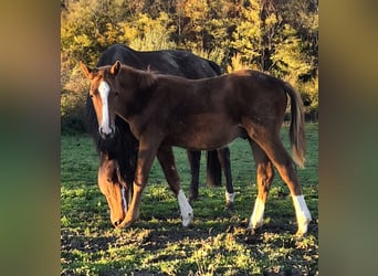 Selle Français, Stallion, 1 year, 13.1 hh, Chestnut-Red
