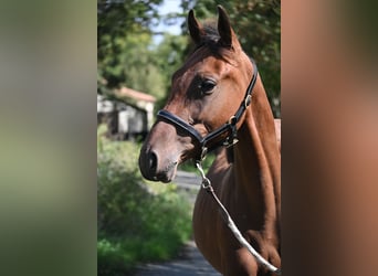 Selle Français, Stallion, 1 year, 13.2 hh, Brown