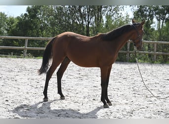 Selle Français, Stallion, 1 year, 13.2 hh, Brown