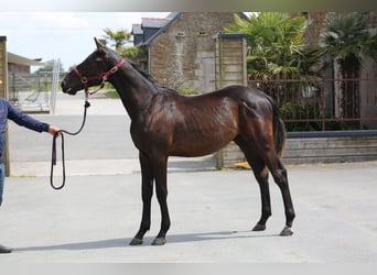Selle Français, Stallion, 1 year, 13,1 hh, Black