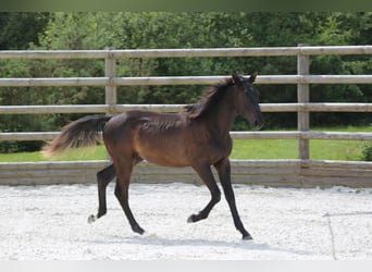 Selle Français, Stallion, 1 year, 13,1 hh, Black