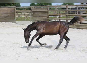 Selle Français, Stallion, 1 year, 13,1 hh, Black