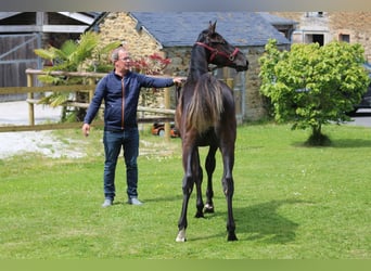 Selle Français, Stallion, 1 year, 13,1 hh, Black