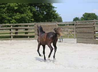Selle Français, Stallion, 1 year, 13,1 hh, Black
