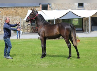 Selle Français, Stallion, 1 year, 13,1 hh, Black