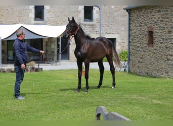 Selle Français, Stallion, 1 year, 13,1 hh, Black