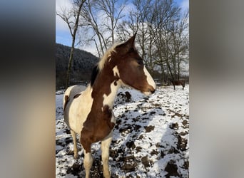 Selle Français, Stallion, 1 year, 13,2 hh, Pinto