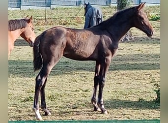 Selle Français, Stallion, 1 year, 14.2 hh, Smoky-Black