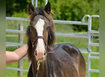 Selle Français, Stallion, 1 year, 14,3 hh, Smoky-Black