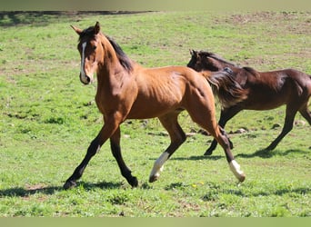 Selle Français, Stallion, 1 year, 15.1 hh, Brown