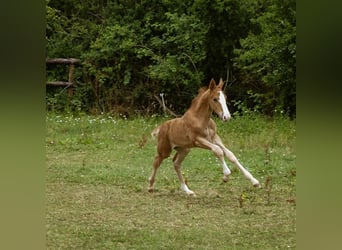 Selle Français, Stallion, 1 year, 16.1 hh, Chestnut-Red