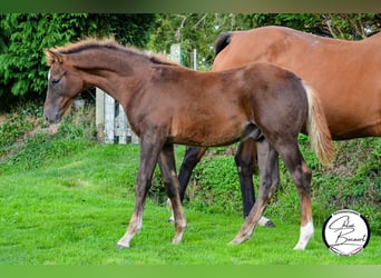 Selle Français, Stallion, 1 year, 16,2 hh, Chestnut